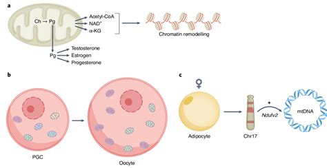 Sexual Dimorphic Effects Related To Mitochondria A Mitochondria Are Download Scientific