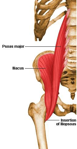 Muscles Of The Pelvic Limb Flashcards Quizlet