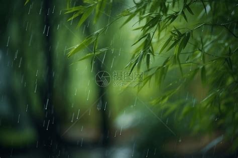 雨中的竹林高清图片下载 正版图片600138349 摄图网