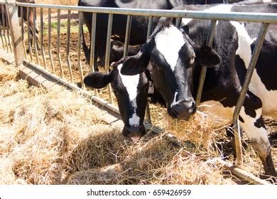 Cow Feeding Grass Stock Photo 659426959 | Shutterstock