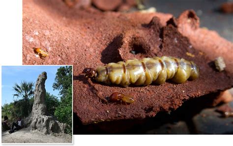 How termite mounds 'breathe' | Science | AAAS