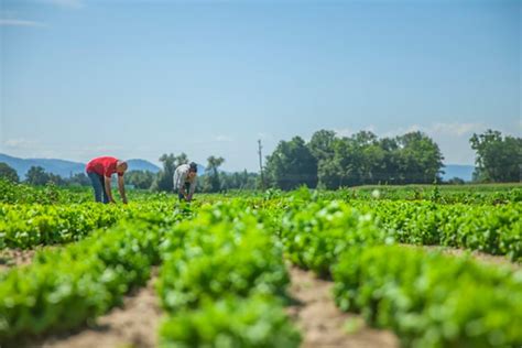 Todo Lo Que Debes Saber Sobre Los Seguros Agrarios Grupo Pacc