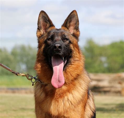 Chien Berger Allemand Rayban Des Trois Lieux