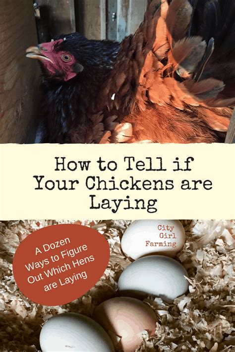 How Chickens Lay Eggs