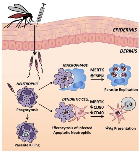 Ijms Free Full Text Cutaneous Manifestations Of Human And Murine