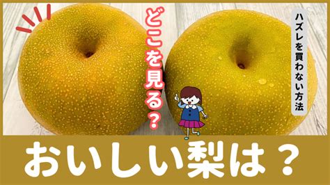 ハズレの「梨」を買わない選び方！美味しいのはどれ？3つのコツを解説 ぱるとよ 食材ブログ