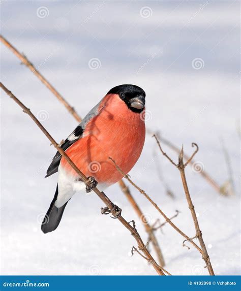 Bullfinch Pyrrhula Pyrrhula Sitting On Yellow Lichen Branch Sumava