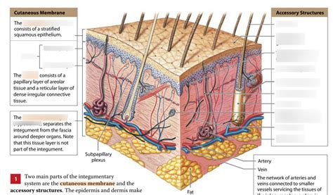 A P Ch Integumentary System Diagram Quizlet