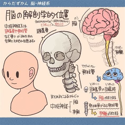 脳の解剖学的位置 からだずかん