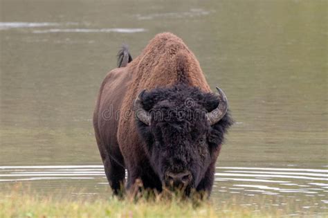 Buffalo Bison Bull In Yellowstone River In Hayden Valley In Yellowstone National Park Usa Stock