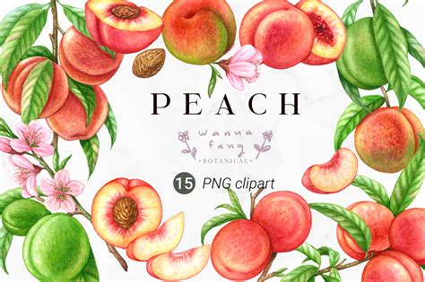 Peach Fruit Watercolor Clipart Png Graphic By Wannafang Botanical