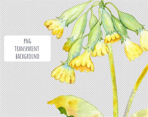 Watercolor Primrose Clipart Individual Png Files Early Etsy