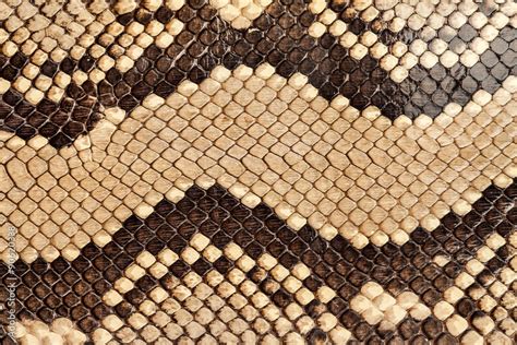 Snake Skin Stock Photo Adobe Stock