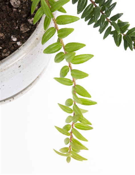 Agapetes serpens - Himalayan Blueberry – Pistils Nursery