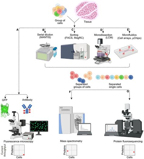 Imaging The Future The Emerging Era Of Singlecell Spatial Proteomics