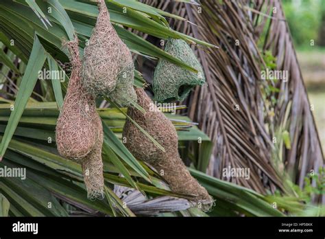Baya Weaver Birds Nest Stock Photo Alamy