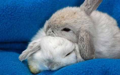 Rabbit Wallpapers Rabbit Wallpaper Sleeping Animals Cute Baby Bunnies