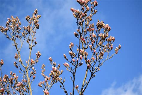 Magnolia Arbre Le Printemps Ciel Photo Gratuite Sur Pixabay Pixabay