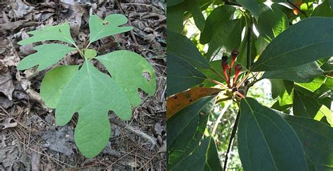 The Spicebush Swallowtail Butterfly Its Host Plants And The New