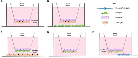 Frontiers A Novel Transwell Blood Brain Barrier Model Using Primary