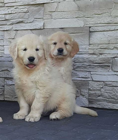 Golden retriever piesek Janów Lubelski OLX pl