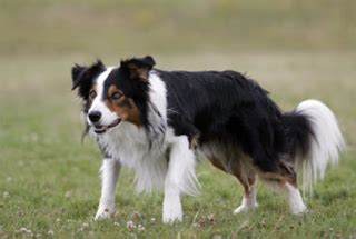 Cuándo deja de ser cachorro un border collie Beaglespain