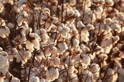 Cotton Plants Loaded With Open Cotton Ready To Be Harvested England