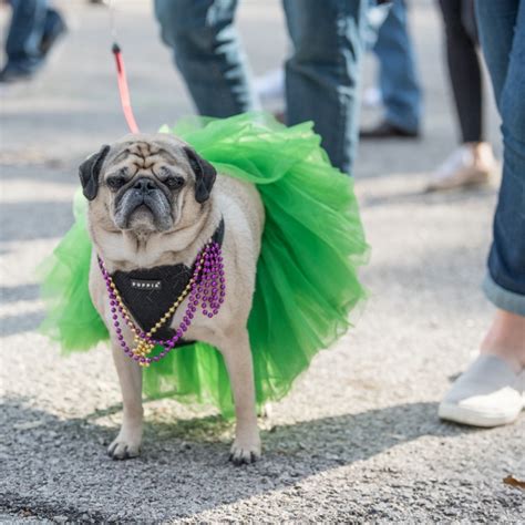 The 5th Annual Mardi Gras Dog Parade And Pug Wedding Help Raise Money