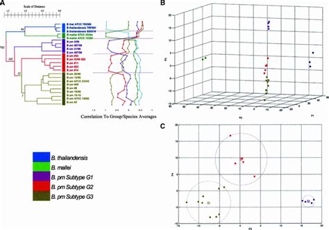 Molecular Subtypes Of B Pseudomallei A Hierarchical Clustering Download Scientific