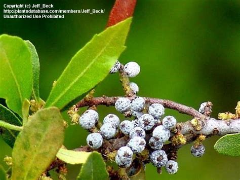 PlantFiles Pictures: Dwarf Wax Myrtle, Southern Bayberry (Morella cerifera) by jnana