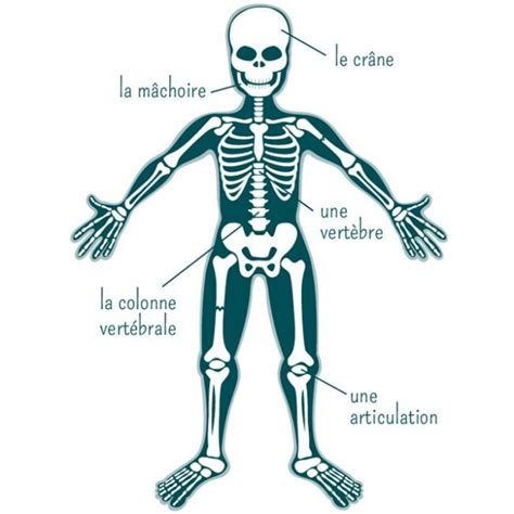 Le Squelette Base Du Corps Humain