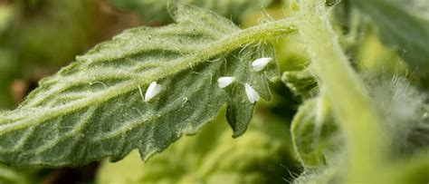 Mosca Blanca Mosca Blanca Cannabis C Mo Eliminar La Mosca Blanca En