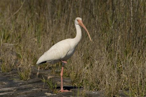 White Ibis - Eudocimus albus - NatureWorks