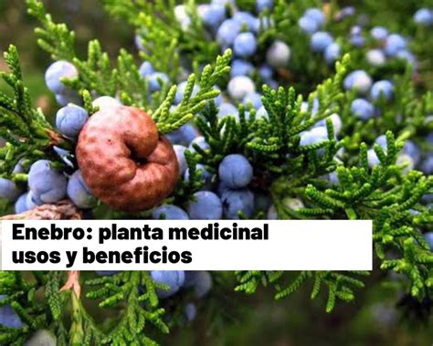 Enebro Planta Medicinal Usos Y Beneficios Salud