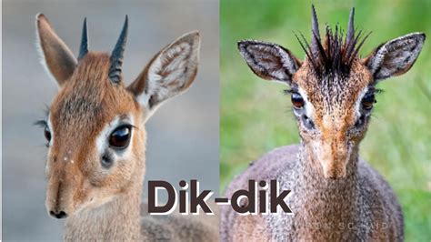 What Are Dik Dik YouTube