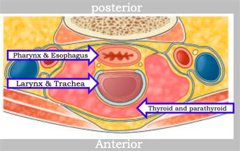 3 Cervical Viscera And Root Of The Neck Flashcards Quizlet