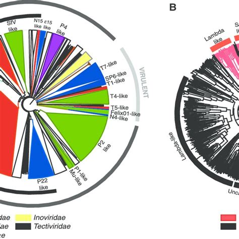 Classification Of Prophages A Phylogenetic Tree Of Phages And