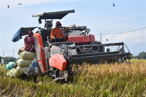 Potensi Produksi Beras Nasional Maret April 2024 ANTARA Foto