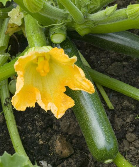 Comment Et Quand R Colter Les Fleurs De Courgettes Conseils Pour