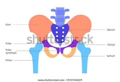 Structure Pelvis Anatomical Poster Human Skeleton Stock Vector Royalty Free 1931946029