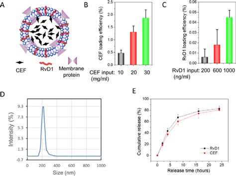 Human Neutrophil Membrane Derived Nanovesicles As A Drug Delivery