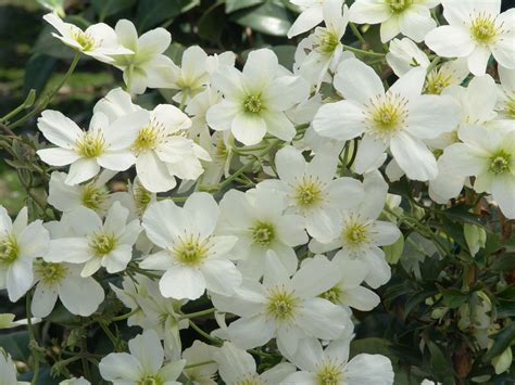 Avalanche Evergreen Clematis Evergreen Clematis Clematis Evergreen