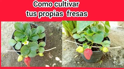 Plantar Fresas En Botellas De Pl Stico Gu A Completa Paso A Paso