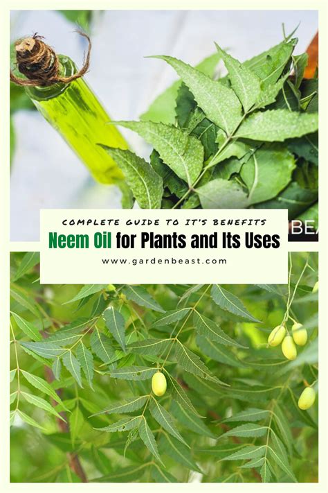 Neem Oil For Plants And Its Uses Complete Guide To Its Benefits