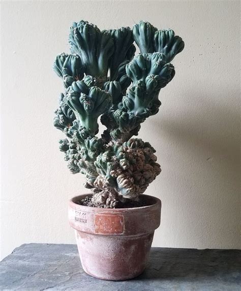 Ming Thing Cactus 4 Inch Cereus Forbesii Monstrose Live Cactus Plant