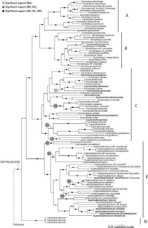 Maximum Likelihood Phylogeny Of Glassfrogs Inferred From The Complete