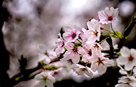 Bunga Sakura Musim Semi Alam - Foto gratis di Pixabay - Pixabay