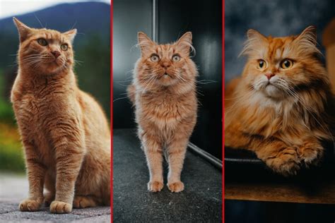 Best Orange Cat Breeds Top 10 Orange Tabby Cat Breeds