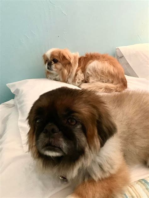 14 Things Only Pekingese Owners Will Understand Pet Reader