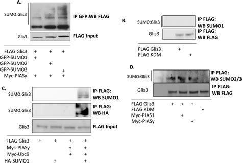 Piasy And Ubc9 Can Modify Glis3 With Sumo1 3 A Hek293t Cells Were